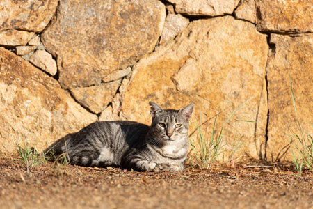 Gray tabby cat outdoor in the sunの写真素材