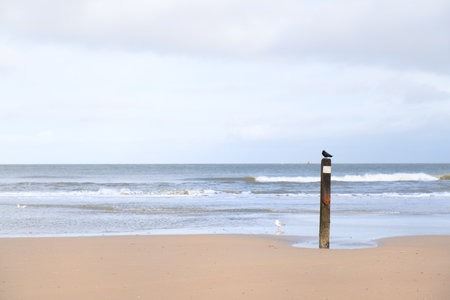 Black crow on pole at Dutch beach on wadden island Vlielandの写真素材