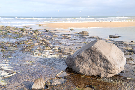 Dutch beach on wadden island Vlieland with breakwater and lots of seagullsの写真素材