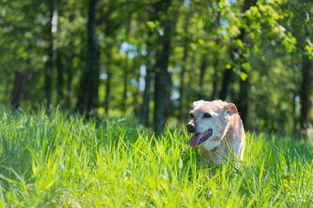 Old brown dog in nature grassの写真素材