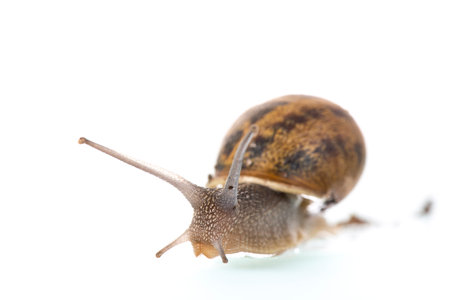 Single snail isolated over white backgroundの写真素材