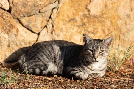 Gray tabby cat outdoor in the sunの写真素材