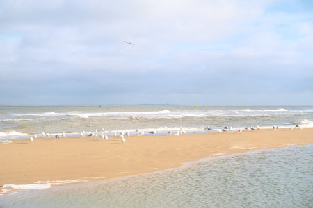 Dutch beach on wadden island Vlieland with lots of seagullsの写真素材