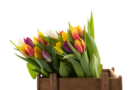 Colorful bouquet tulips for sale in wooden crate isolated over white backgroundの写真素材