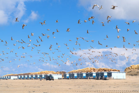 Dutch beach with huts at the North sea with many seagullsの写真素材