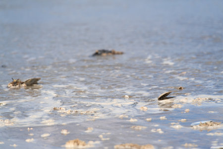 Shells in the sea water from the North seaの写真素材