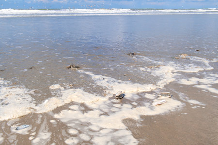 Shells in the sea water from the North seaの写真素材