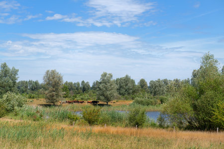 Landscape food plains with red cows river the IJssel in Hattemの写真素材