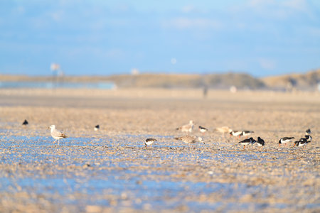 Dutch beach at the North sea with many seagulls and oyster catchers