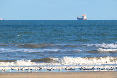 Dutch beach at the North sea with many seagullsの写真素材