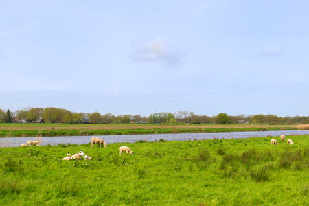 Landscape with sheep at Overijsselse Vechtの写真素材