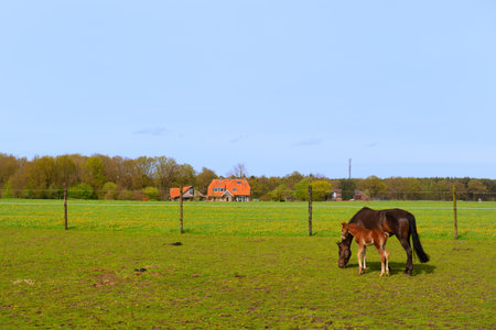 Landscape with horse and foal and farm house at the horizonの写真素材
