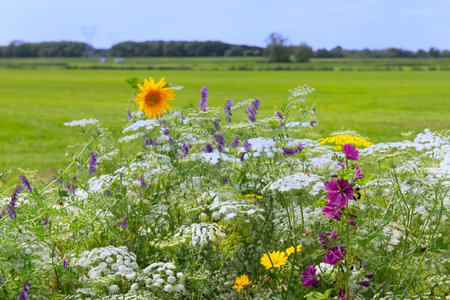 Wild flowers in agricultural borderの写真素材