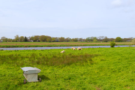 Landscape with sheep at Overijsselse Vechtの写真素材