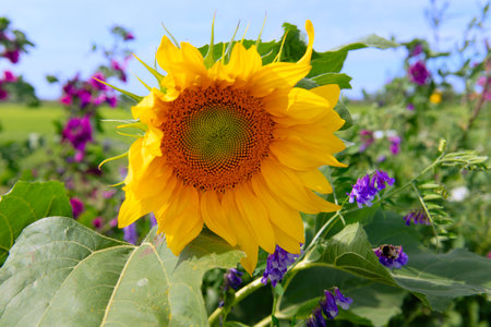 Colorful wild flowers in agricultural borderの写真素材
