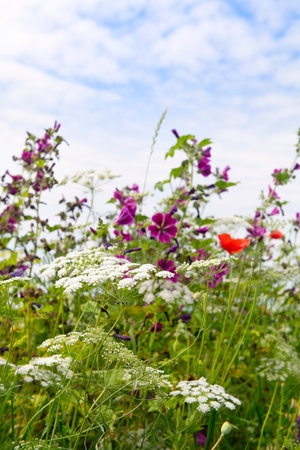 Wild flowers in agricultural borderの写真素材