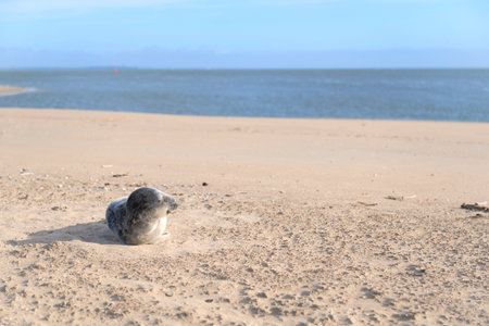 Single seal laying at the beachの写真素材