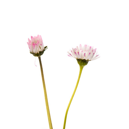 Two Daisies isolated over white backgroundの写真素材