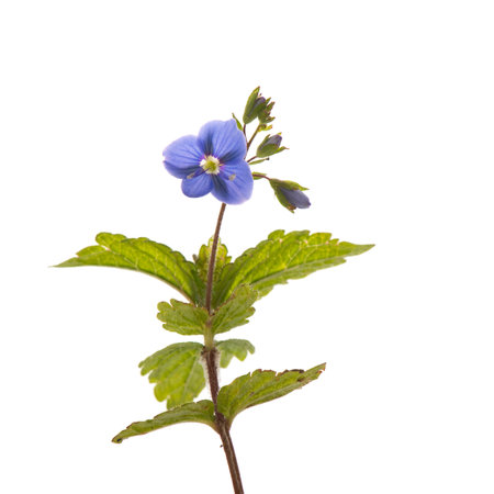 Wild flower Myosotis blue isolated against white backgroundの写真素材