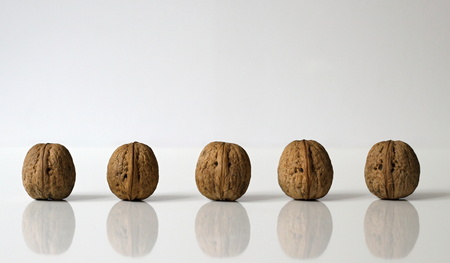 Walnuts in a row on a white background.の写真素材