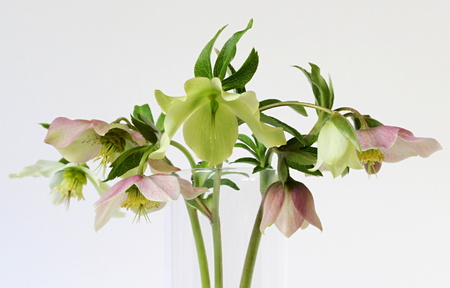 Bunch of spring flowers hellebores.の写真素材