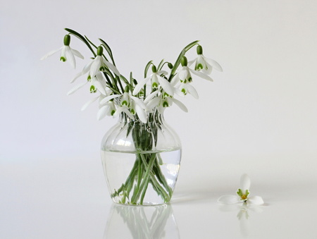 Bouquet of snowdrops in a vase. Still life with bouquet of spring flowers.の写真素材