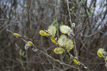 Willow bush. Willow blossom closeup. Spring background. Soft focus and bokeh.の写真素材