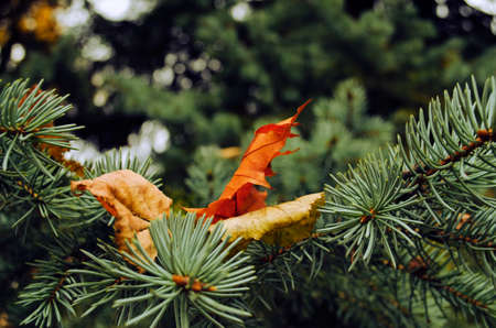 Pine branch with dry leaves. Beautiful bokeh on background. Nature detail close-up. Retro style nature postcard. Nature background.の写真素材