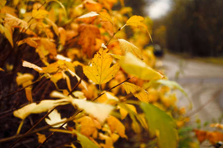 Autumn picture with bokeh. Bright yellow leaves closeup. Nature background.の写真素材