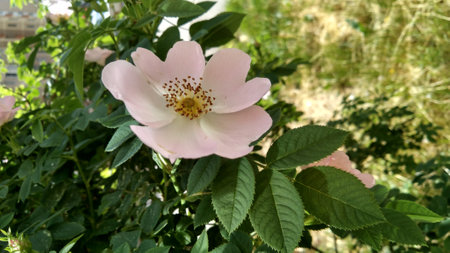 dog-rose in the garden. Dog rose flower close up.の写真素材
