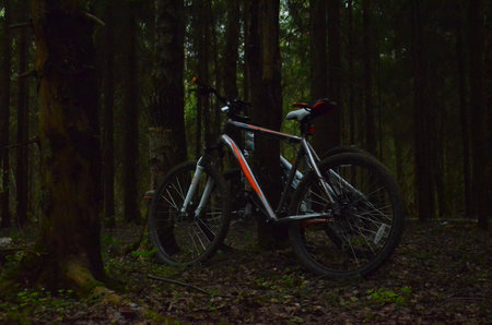 Bicycle near the tree. Traveling to the forest by bike. Evening in the forest. leisure.