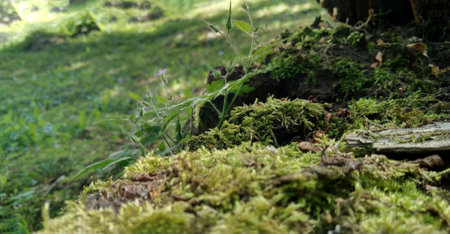 Green moss on the ground. Old tree and young grass. spring nature.