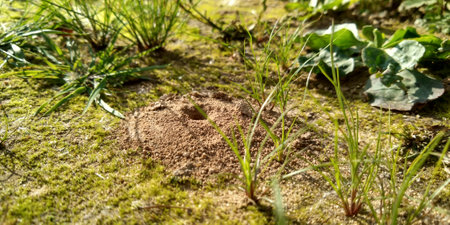 Ants nest on the ground. Ants nest on the ground