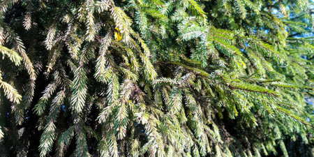 spruce branches. Needle texture. nature background.の写真素材