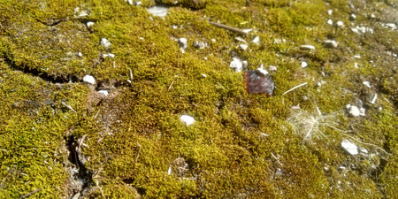 Green moss on the ground. Old tree and young grass. spring nature.の写真素材