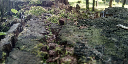 Green moss on the ground. Old tree and young grass. spring nature.