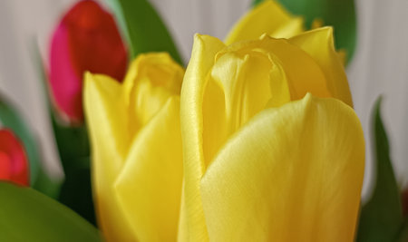 Yellow tulip closeup. flower backgroundの写真素材