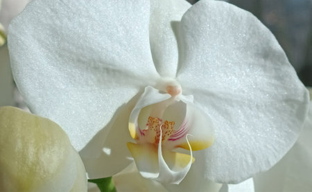 White orchid petals close upの写真素材