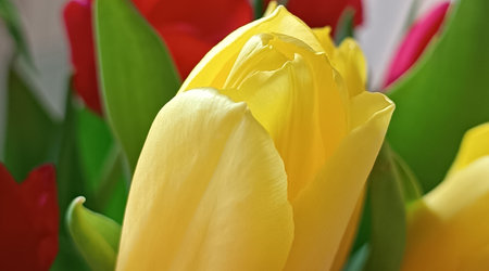 Yellow tulip closeup. flower backgroundの写真素材