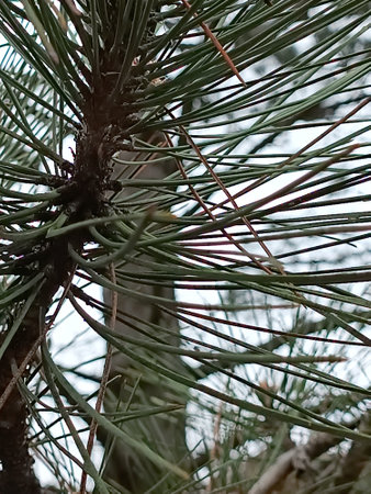 Blue spruce coniferous close-up. Needle of an evergreen tree for a macro background. picture of nature.の写真素材