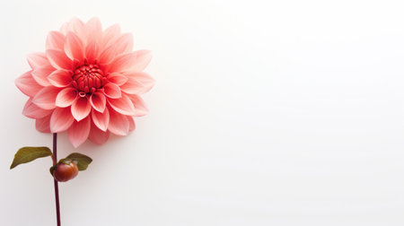 Pink dahlia flower on white background with copy space for textの素材