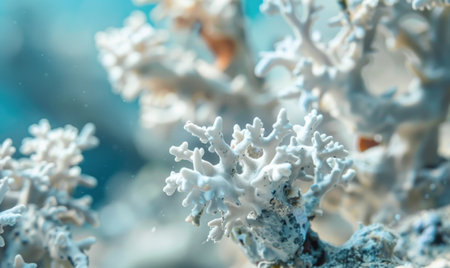Coral bleaching due to pollution and rising sea temperaturesの素材