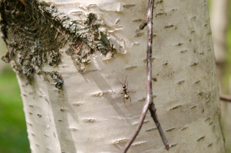 A small ant is crawling on a tree trunk. The trunk is covered in bark and has a few holes