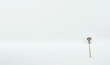 A white dandelion gently resting on a white background, purityの素材