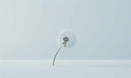A solitary white dandelion, a symbol of purity, on a pristine white backgroundの素材