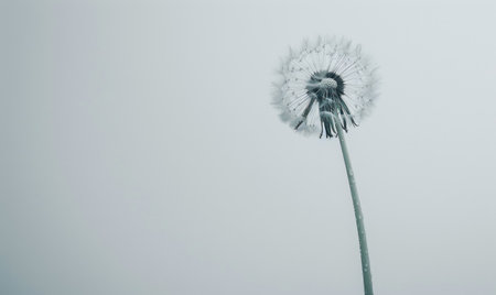 A white dandelion gracefully poised on a soft white surfaceの素材