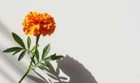 A vibrant marigold against a backdrop of white, casting a striking shadowの素材