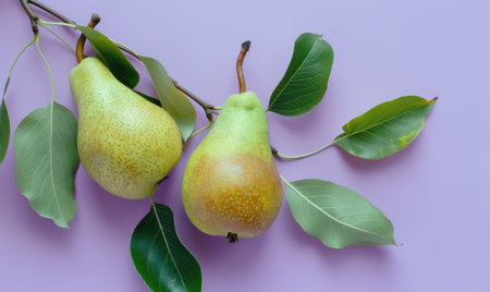 Pears with stems and leaves on a light lavender surfaceの素材