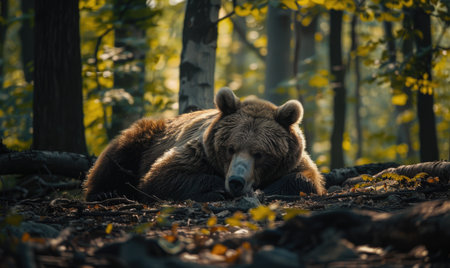 Bear lying in the shade, dappled sunlight, serene and powerful, forest background, f/2.8 --ar 5:3 Job ID: b7852c34-a3c3-4d66-acd9-f7c9f9ee98e1の素材