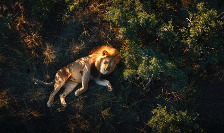 Top view of a lion lying under an acacia treeの素材